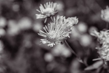 Bahçedeki güzel çiçekler