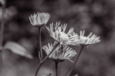 Güzel botanik fotoğrafı, doğal duvar kağıdı.