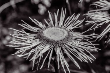 güzel çiçek yakın görünüm, yaz konsepti