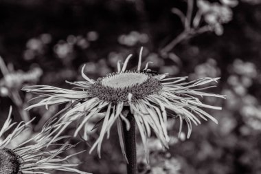 Siyah beyaz arka planda güzel bir çiçek