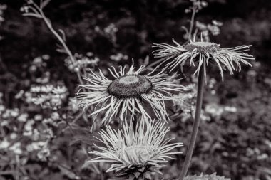 Güzel botanik fotoğrafı, doğal duvar kağıdı.
