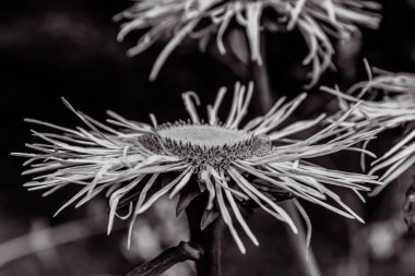 Güzel botanik fotoğrafı, doğal duvar kağıdı.