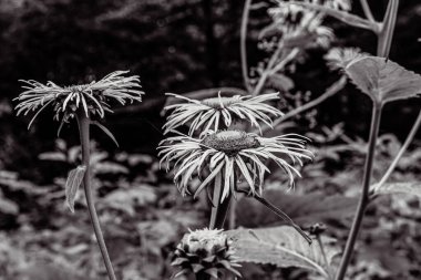 Bahçedeki güzel çiçekler