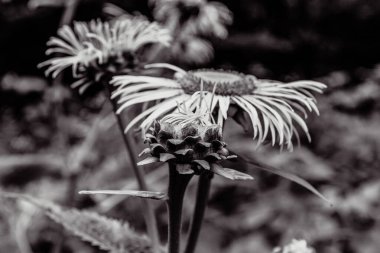 Ormanda güzel çiçekler