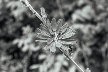 Çiçeklerin açtığı yeri kapat.