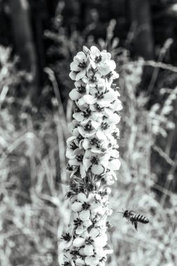 Çiçek üzerindeki bir arı