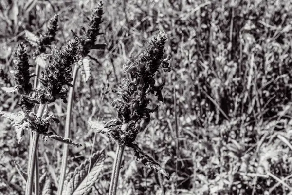 Sahada siyah ve beyaz çiçekler