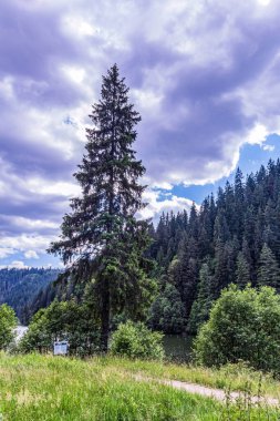 Karpatlar 'daki bir dağ ormanının güzel bir görüntüsü.