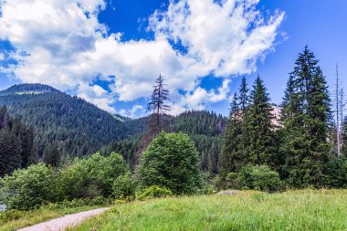 Dağlarda yeşil ormanlı dağ manzarası