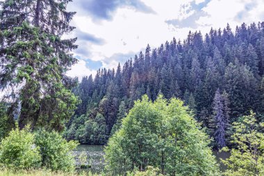 Dağlardaki yeşil dağ nehri ve çam ormanı.
