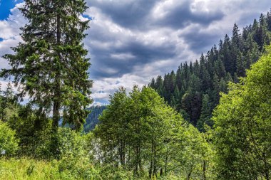 Ormanın güzel manzarası
