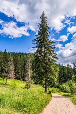 Güzel bir dağ vadisinin ormanında yürüyüş patikası..