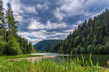 Göl ve ormanlı yaz manzarası
