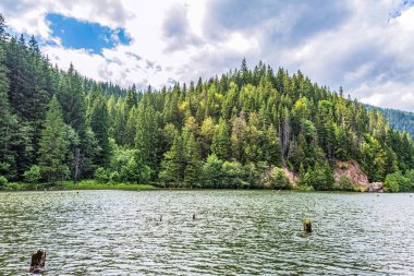 Bulutlu gökyüzünün altındaki ağaçlarla çevrili güzel bir göl manzarası