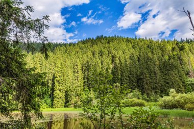 Ormandaki dağlarda bir nehri olan güzel bir dağ manzarası. Dağlarda güneşli bir yaz günü.