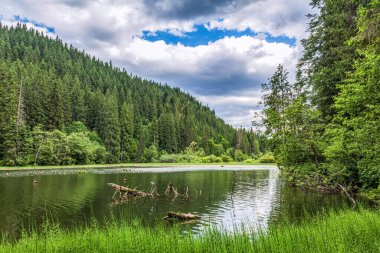 Küçük şelaleli yeşil bir ormanda göl