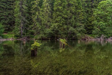Önünde yeşil ağaçlar olan göl.