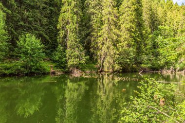 Ormandaki gölde yeşil ağaçlar