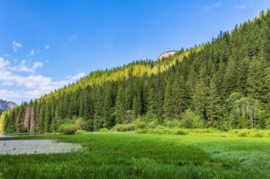Dağlardaki yeşil orman