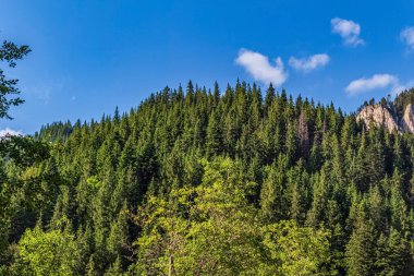 Önünde çam ağacı olan bir dağ zirvesi. Gökyüzü yeşil ağaçlarla kaplı ve bulutlu gökyüzü ile güzel bir manzara.