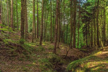 Karpat dağlarında güneşli bir günün ortasında yeşil bir orman.