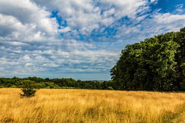 Yazın Almanya 'da güzel yeşil tarlaları ve ağaçları olan manzara.