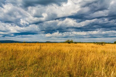 Tarlada bulutlu gökyüzü, doğa ve manzaralı güzel bir manzara.