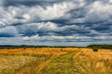 Bulutlu gökyüzünün altındaki yeşil çimlerin güzel bir görüntüsü.