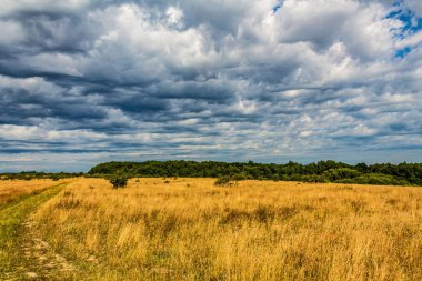 Buğday tarlası ve bulutlu gökyüzü olan güzel bir manzara.