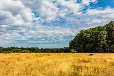 Yaz tarlasının manzarası