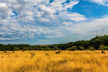 Güzel yaz manzarası Dağlardaki bir ormanın tarlasında