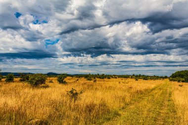 Ağacı ve bulutlu gökyüzü olan güzel bir manzara.