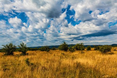 Güzel bir manzara Ağacı ve mavi gökyüzü