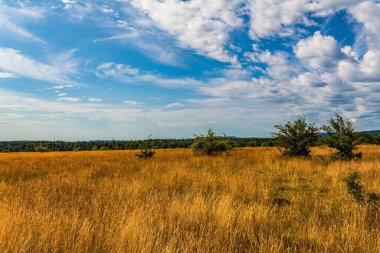 Yaz manzarası, buğday tarlası