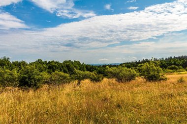 Büyük bir ağaç ve mavi gökyüzü olan bir tarla manzarası