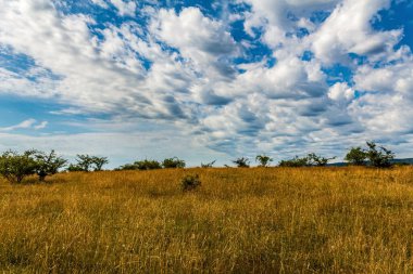 Yazın güzel bir çayırı olan manzara.