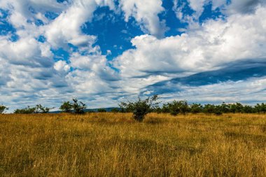 Ağaçlı ve bulutlu güzel bir manzara.