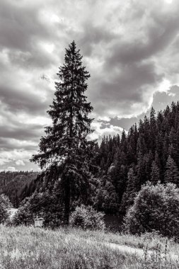 Siyah beyaz ağaçların güzel bir görüntüsü.