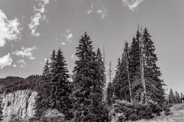 Dağlarda ağaçlar ve otlar. Slovakya.