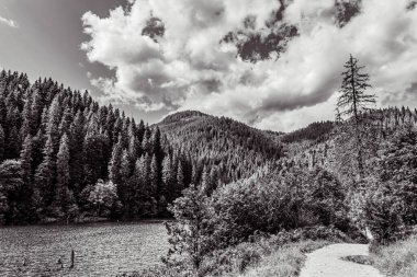 Orman, Karpatlar, Doğa Fotoğrafları - Avrupa, Doğu Avrupa, Romanya - Canon EOS 4000D Lens: EF-S 18-55 mm f / 3.5-5.6 is II