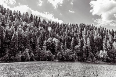 Arkasında orman olan gri tonlu bir ağaç görüntüsü.