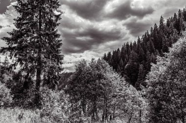 Terk edilmiş eski ormanın siyah beyaz fotoğrafı.