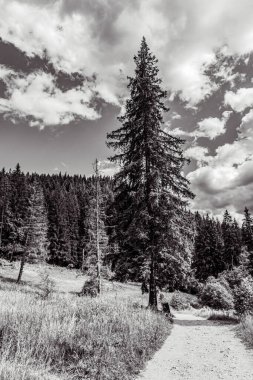 Karpat Ormanı 'nın güzel manzarasının siyah beyaz fotoğrafı
