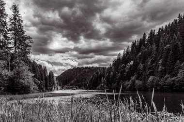 Parktaki siyah beyaz manzara.