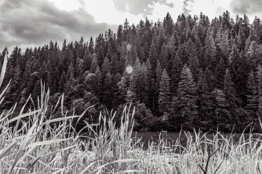 Ormanın ağaçlı siyah beyaz fotoğrafı.