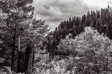 Parkın güzel manzarası. Doğa