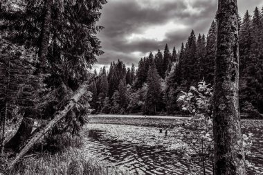 Ormanda terk edilmiş eski bir yol.