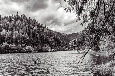 Ormandaki gölün güzel bir görüntüsü.