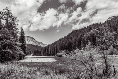 Ormanı ve ağaçları olan bir nehrin siyah ve beyaz görüntüsü.