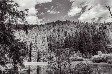 Karpatya ormanındaki bir dağ gölünün siyah beyaz fotoğrafı